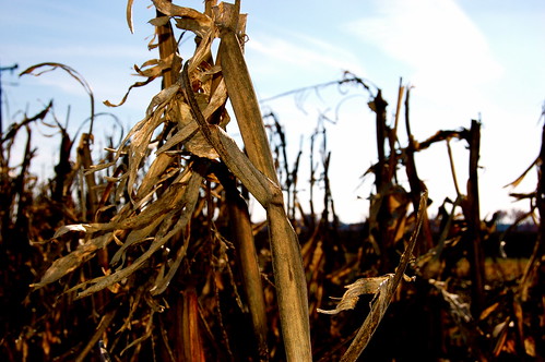 autumn fall dead virginia corn va agriculture varina henricocounty