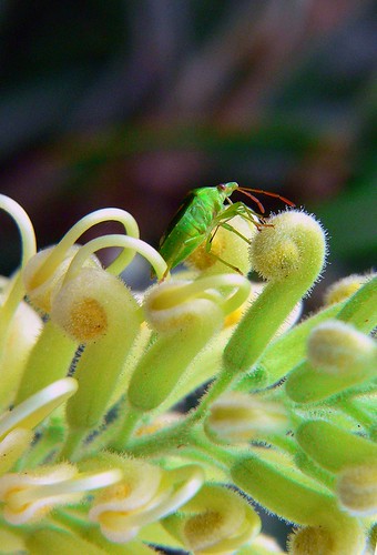 sap sucking insect | a small bug resting at Humpybong Creek … | Flickr