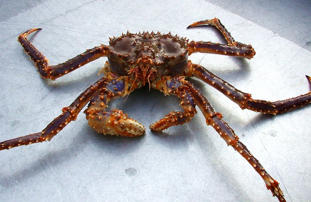 Blue King Crab (Paralithodes platypus)