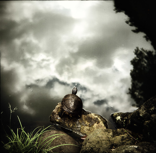 turtle dreams by TommyOshima