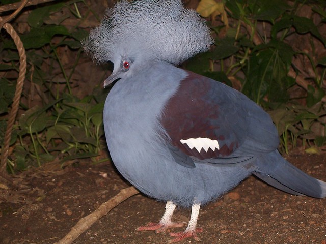 Goura cristata, Western Crowned Pigeon