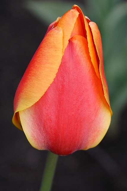 Colorful Tulip
