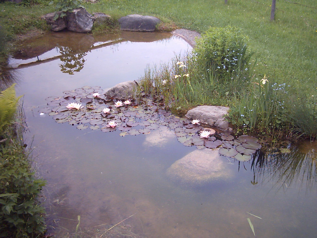 Wasserblumen in Kornau I | allgaeu_gugge
