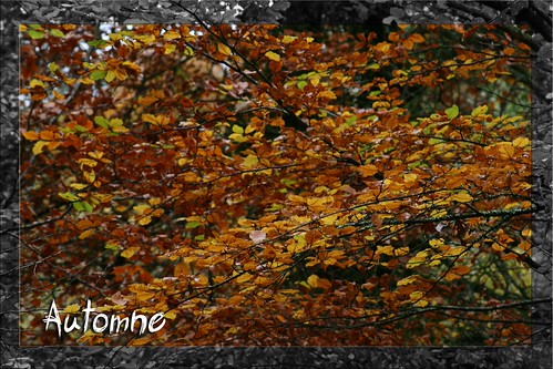 automne 2 | by jo.pensel