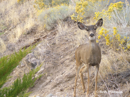 Deer at Mount Shasta | bethwhitwa | Flickr