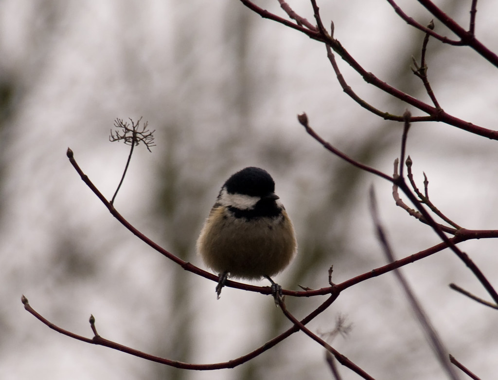 Cold Coal Tit - Winchester by neilalderney123