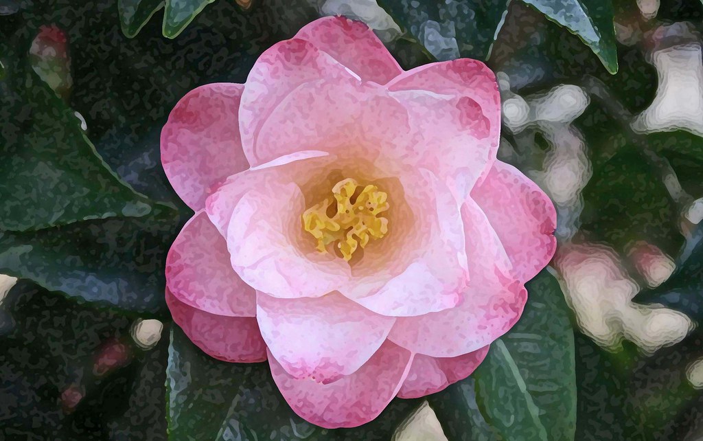 Camellia Alabama S State Flower Margaret Traylor Flickr