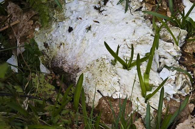 Woodland Fungi