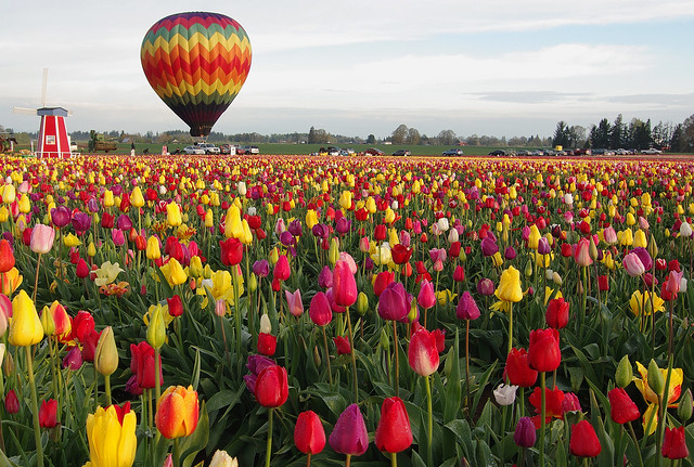 Another Wooden Shoe Tulip and Pretty Balloon  Shot...Yawn