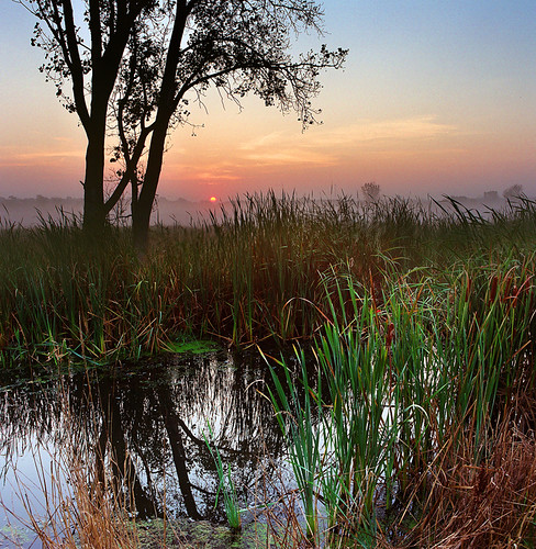 mist fog creek sunrise reeds dawn meadow 100v10f