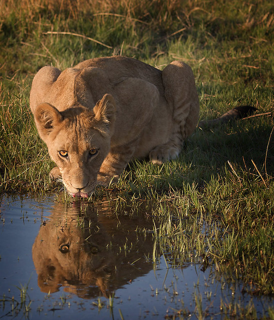 Lioness on waterhole