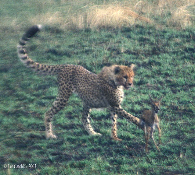 Cheetah chasing baby gazelle