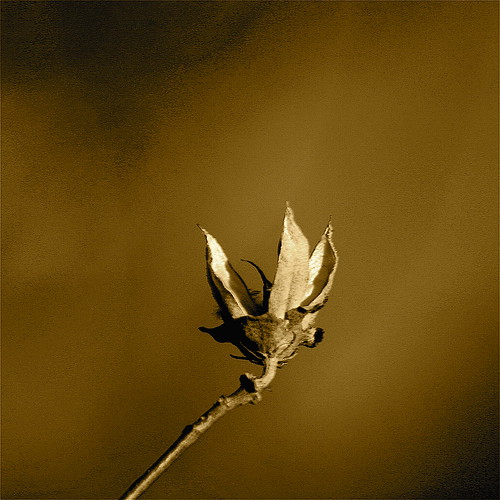 Sepia Seed Pod by mightyquinninwky
