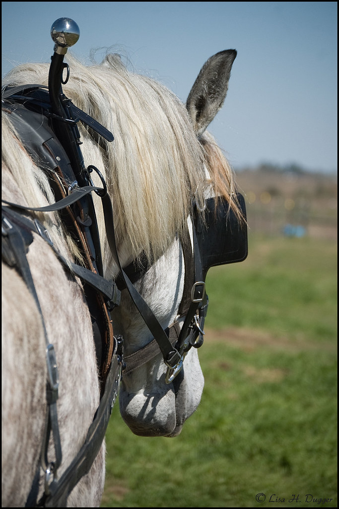 Texas Draft Horse and Mule Association Spring Seminar | Flickr