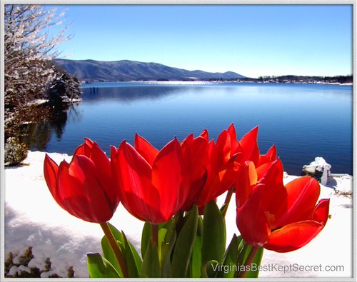 DSC00893_SNOW_TULIPS by Smith Mountain Lake, Va, Smith Mountain Lake, Virginia. 

All sample photos are extra large, making them ideal for screen sav