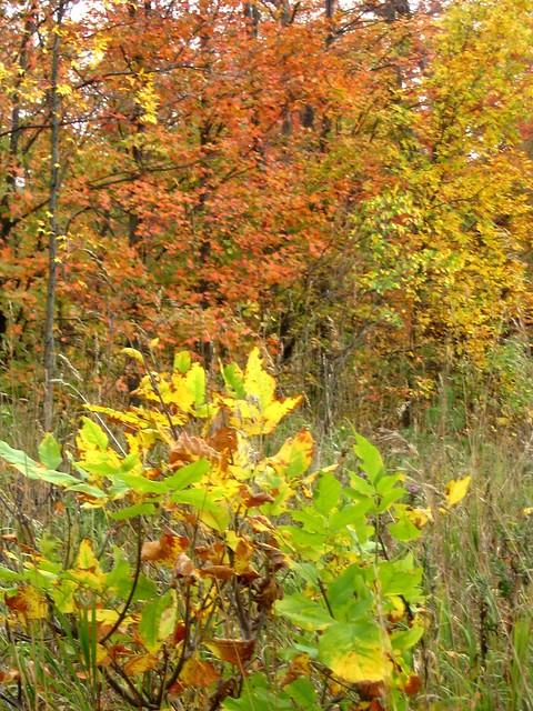 Ontario Fall Colours