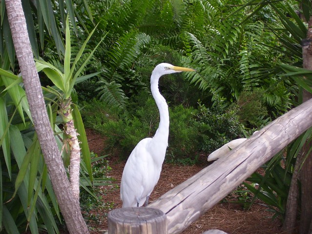 Egret in Magic Kingdom
