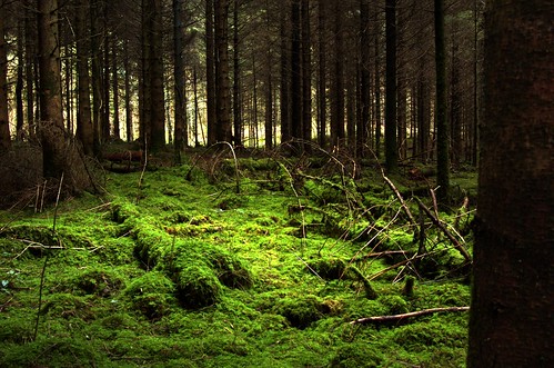trees light green forest carpet moss woods nikon clare floor polarizer limerick naturesfinest cratloe
