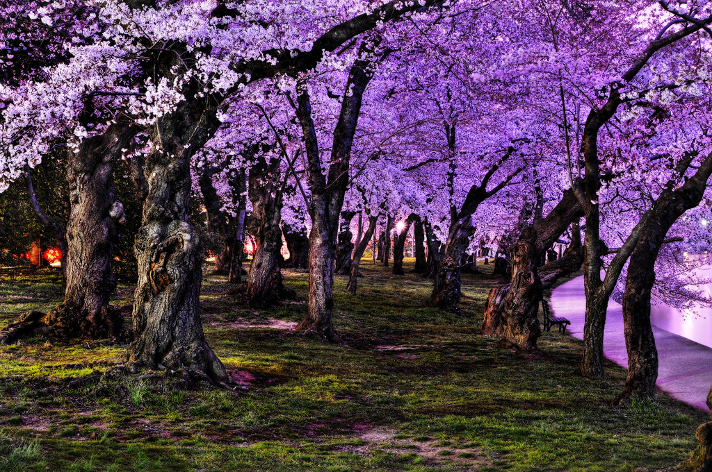 Late Night Cherry Blossoms by AwayFromDC
