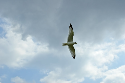 Gull Flying Over Museum Lake, Blount Cultural Park, Montgomery, AL 2005, gull alabama montgomery blountculturalpark