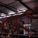 Museo dinosauri FA-Francia