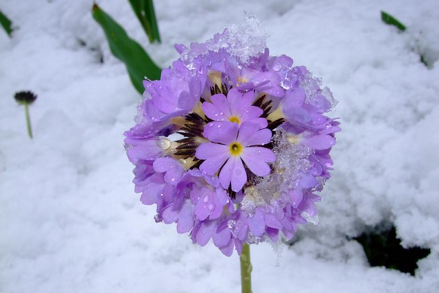 flower-primula