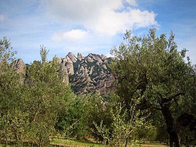 Montserrat and olive trees