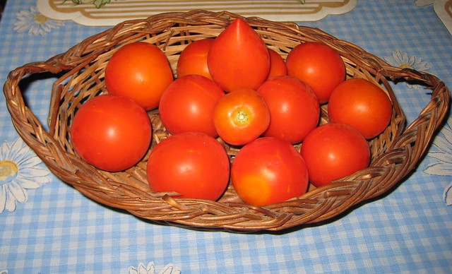 Fresh tomatoes straight from my kitchen garden