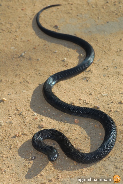 Spotted black snake (Pseudechis guttatus)