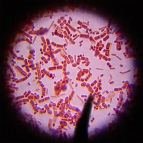 Bacteria by kaibara87