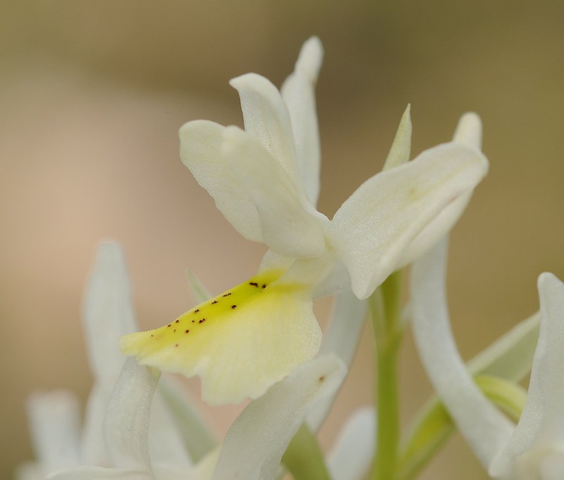 20160326-207F | Wenigblütiges Knabenkraut (Orchis pauciflora). Kefalonia, 26.03.2016