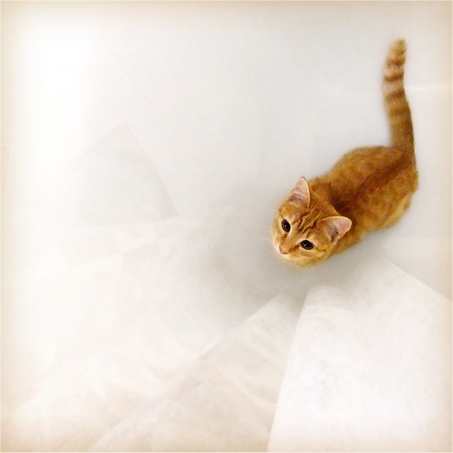 at the other end of the bathtub, the shower curtain held a strange fascination ...