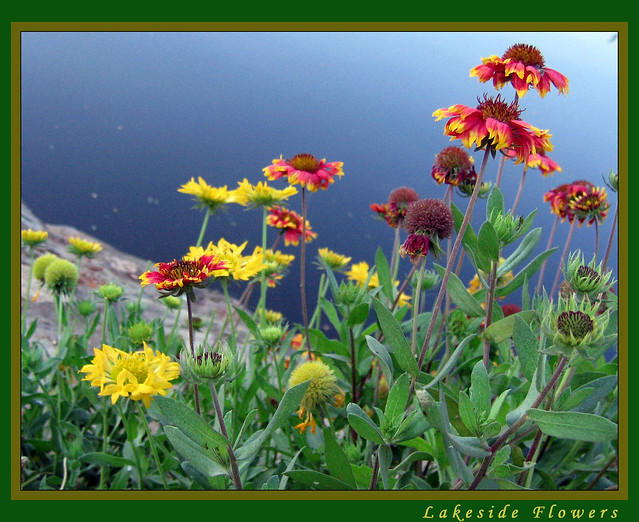 Lakeside Flowers