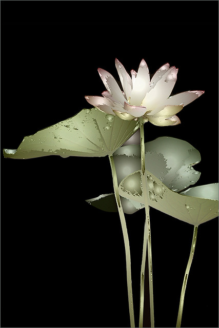 Lotus Flower - IMGP0236 - زهرة اللوتس, ハスの花, 莲花, گل لوتوس, Fleur de Lotus, Lotosblume, कुंद, 연꽃