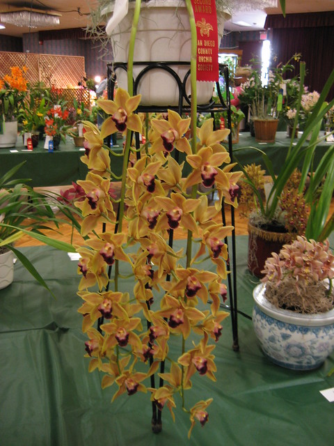 San Diego International Orchid Show 2008