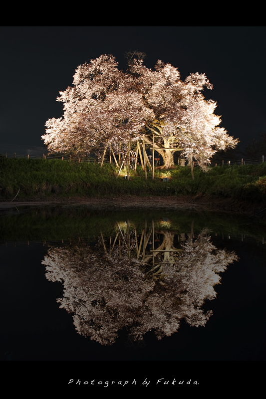 Night cherry blossoms by Fukuda.
