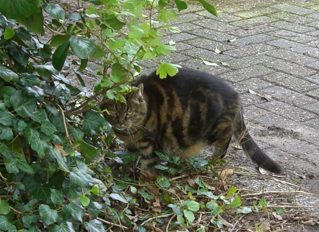 suspicious cat in Leidendorp