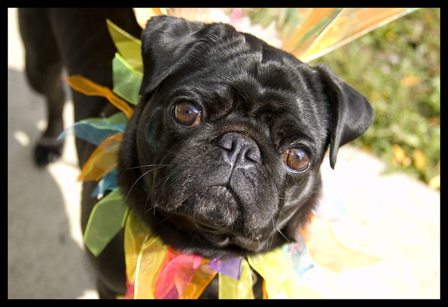 More Puggerfly Cuteness Overload!