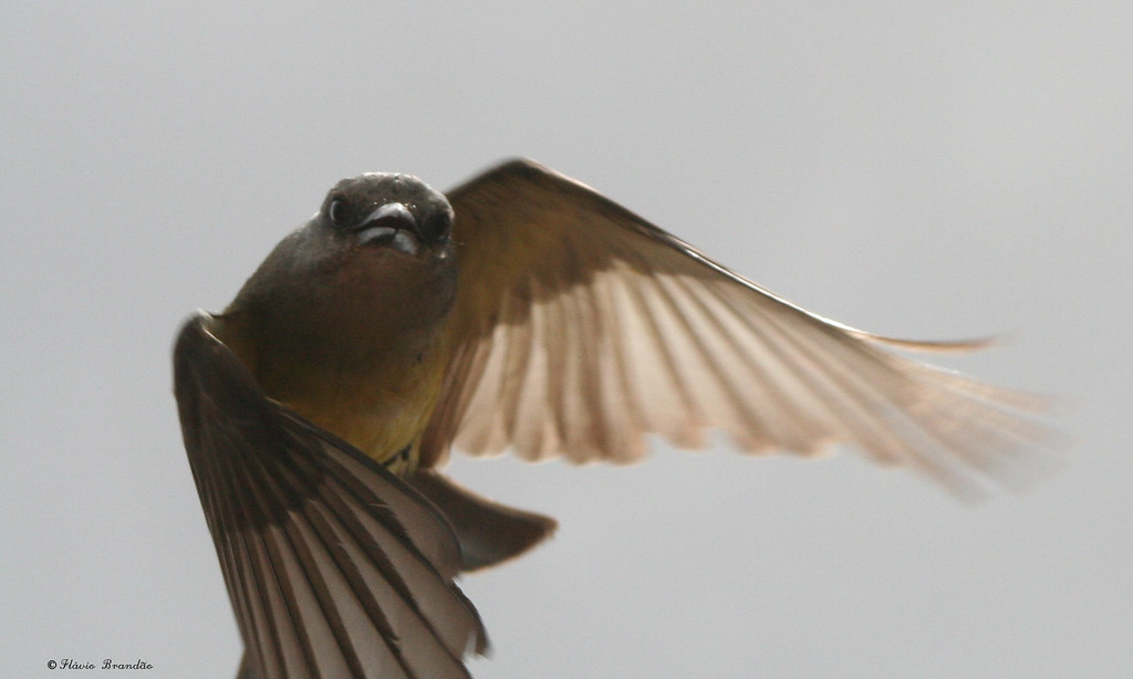Série com o Suiriris ou Siriris voando (Tyrannus melancholicus) - Series with the Tropical Kingbirds flying 07-12-07 201
