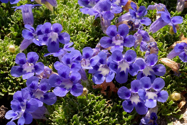 Blue-flowered mat plant