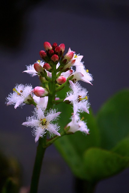 Bogbean flower