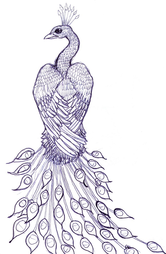 Coloring Book Page Peacock