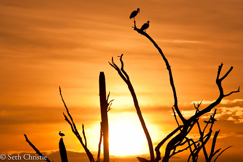 park trees bird birds sunrise orlando florida sigma os ibis wetlands whiteibis orlandowetlandspark 120300