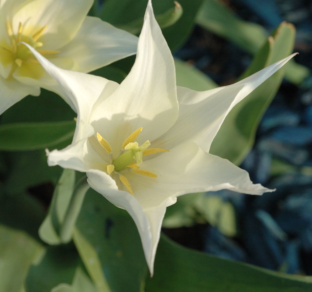 Silk Tulip