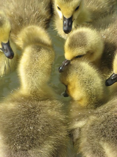 gosling huddle by ktelqueen