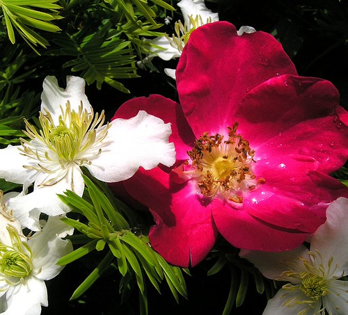 Partner | by multiflora