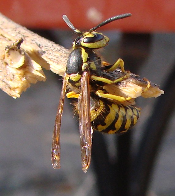 rescued wasp