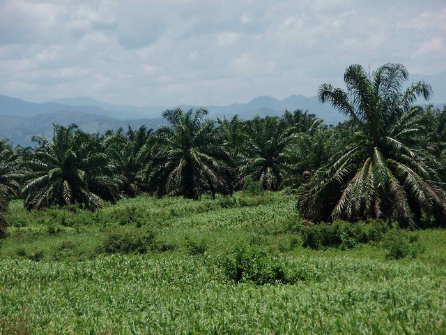 Palm Oil trees - palmas africanas; Bonito Oriental, Honduras