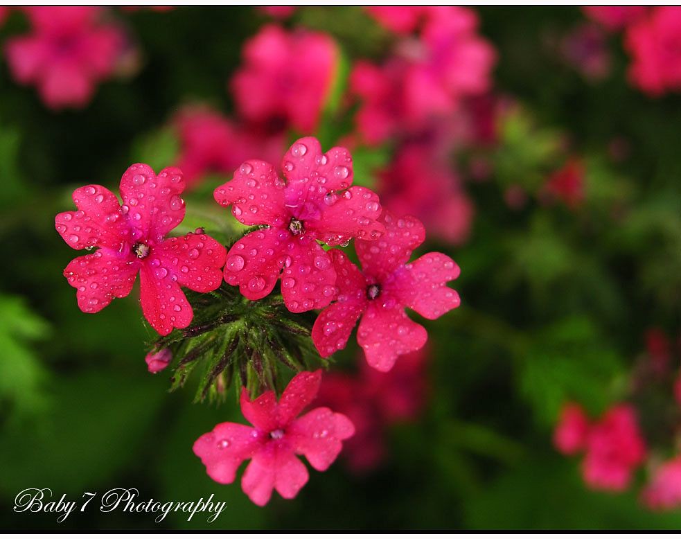 FLOWER- 3 | Flickr