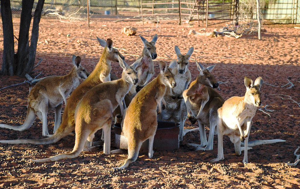 Kangaroo Rescue Hungry Joeys | At a kangaroo rescue somewhere between Alice … | Flickr